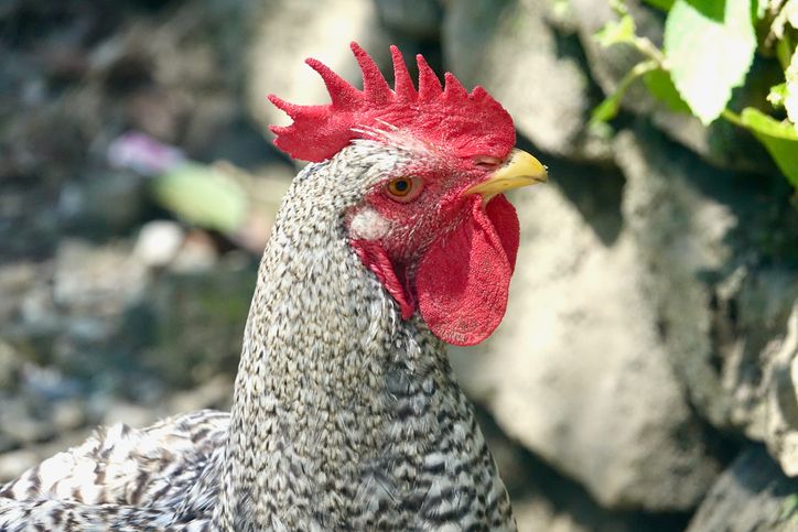 Close-Up Of Rooster