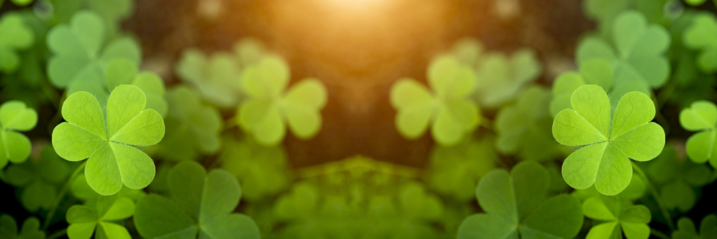 Green background with three-leaved shamrocks, Lucky Irish Four Leaf Clover in the Field for St. Patricks Day holiday symbol. with three-leaved shamrocks, St. Patrick's day holiday symbol, earth day.