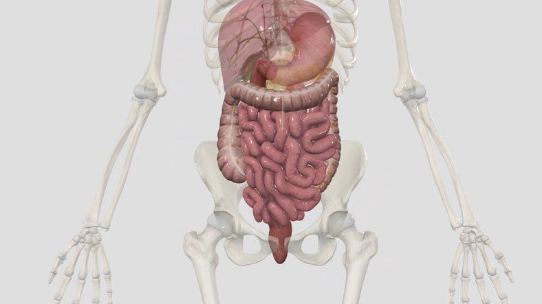 The lower gastrointestinal tract includes most of the small intestine and all of the large intestine