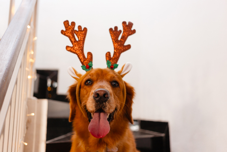 A golden retriever wearing Christmas horns. Celebrating and preparing for the New Year with pets