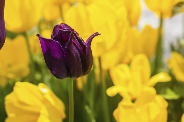 Bright colorful tulips as natural floral background