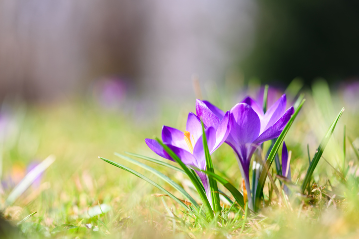 Bright purple crocus flowers growing in a grassy meadow
