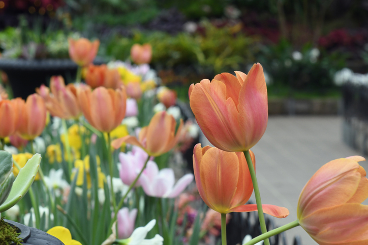 Close-up of orange tulips,Cincinnati,Ohio,United States,USA