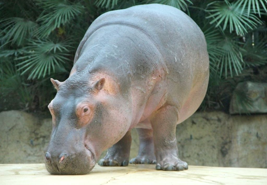 Travesuras de hipopótamos acaparan atención en el “zoo”