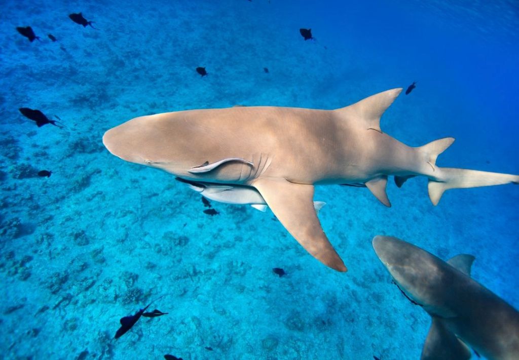 “Shark Summer” invita a disfrutar “toneladas” de diversión