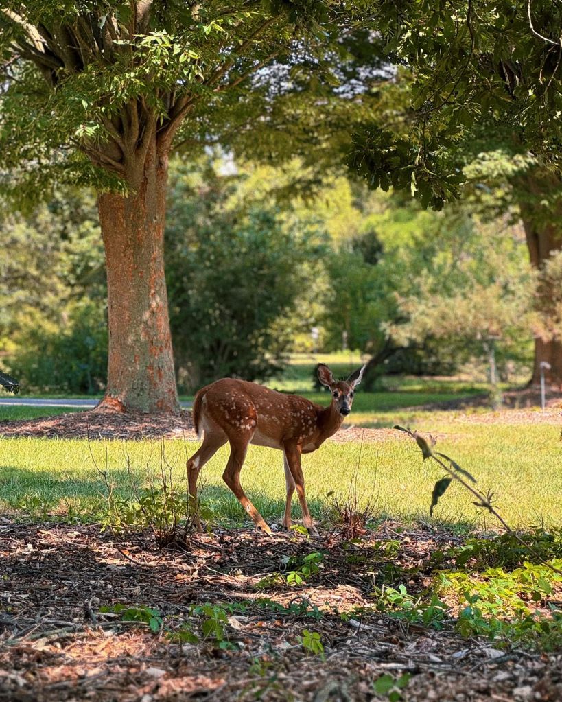 ¡El norte de Kentucky también cuenta con su “Central Park”!