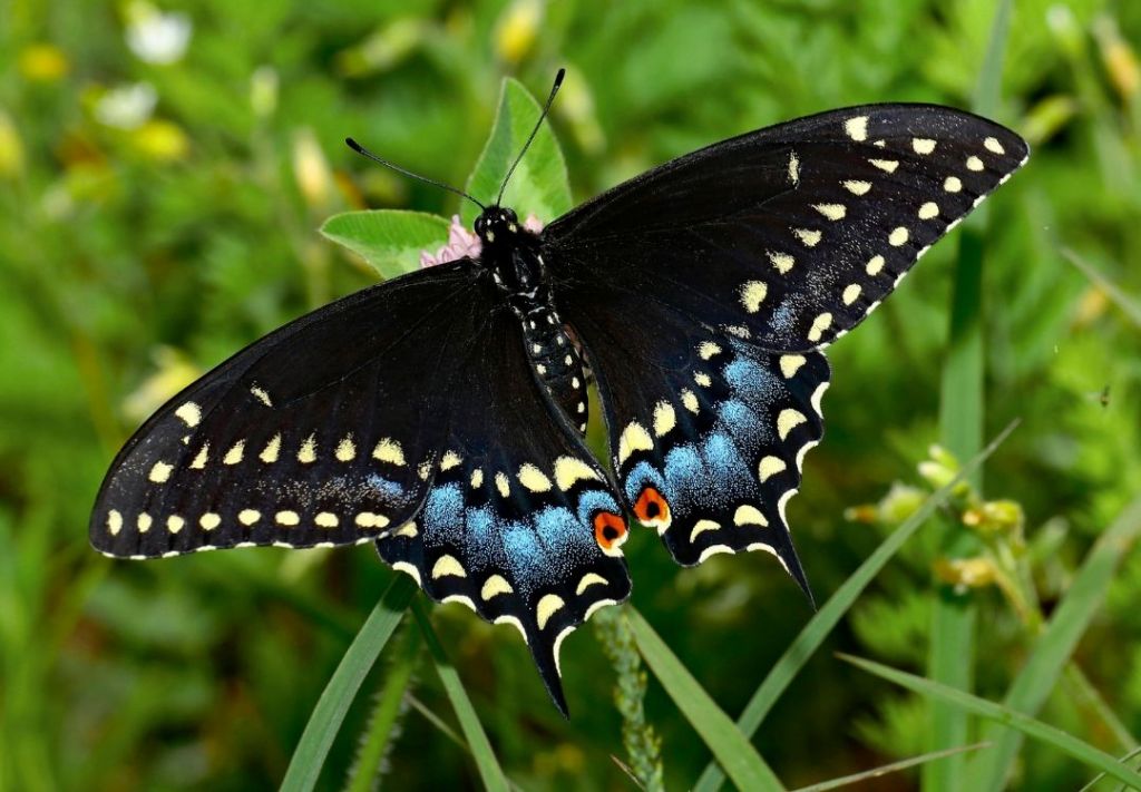 Exhibición de mariposas se extiende hasta el 10 de agosto