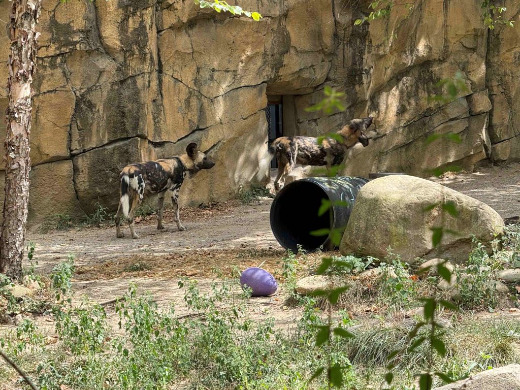 Zoológico de Cincinnati se prepara para temporada de otoño