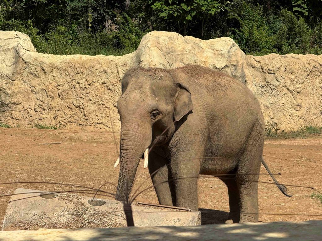 Zoológico de Cincinnati se prepara para temporada de otoño