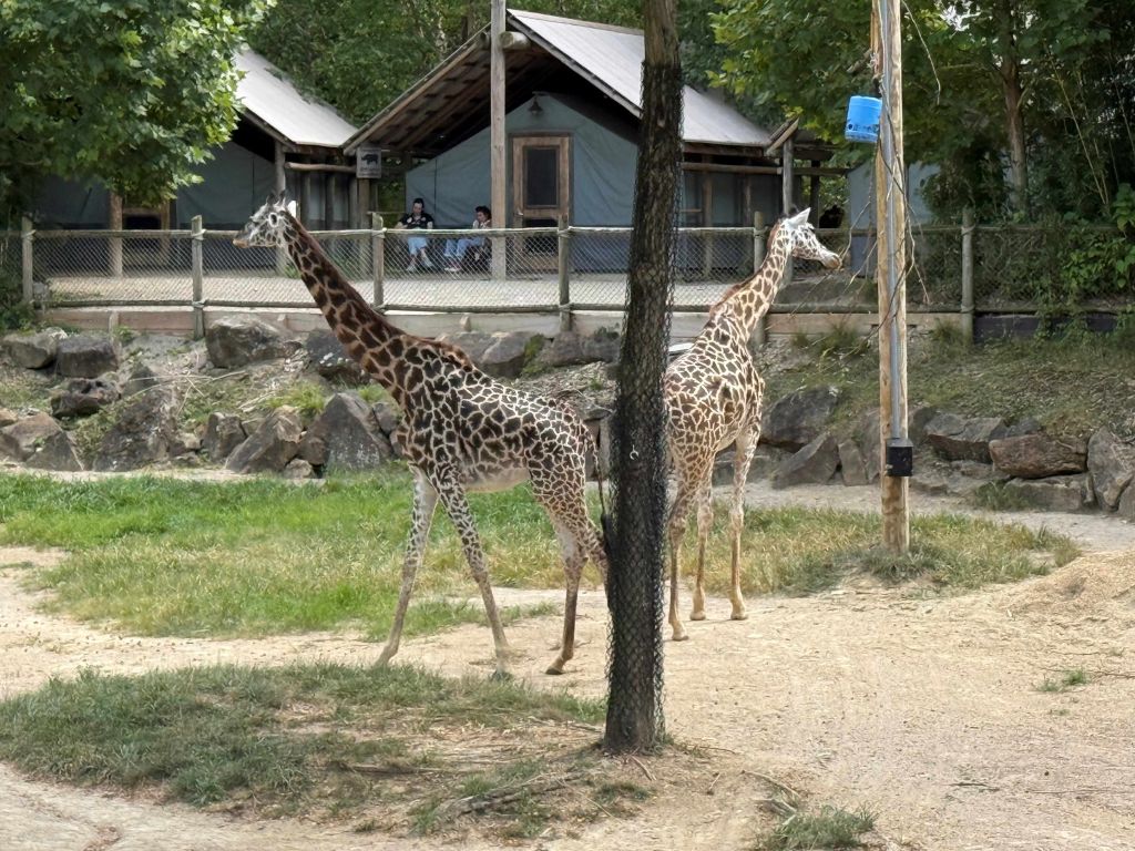 Zoológico de Cincinnati se prepara para temporada de otoño