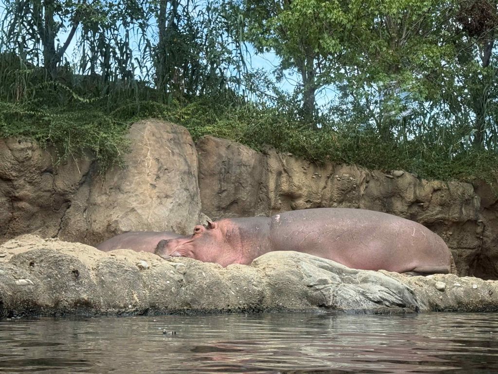Zoológico de Cincinnati se prepara para temporada de otoño