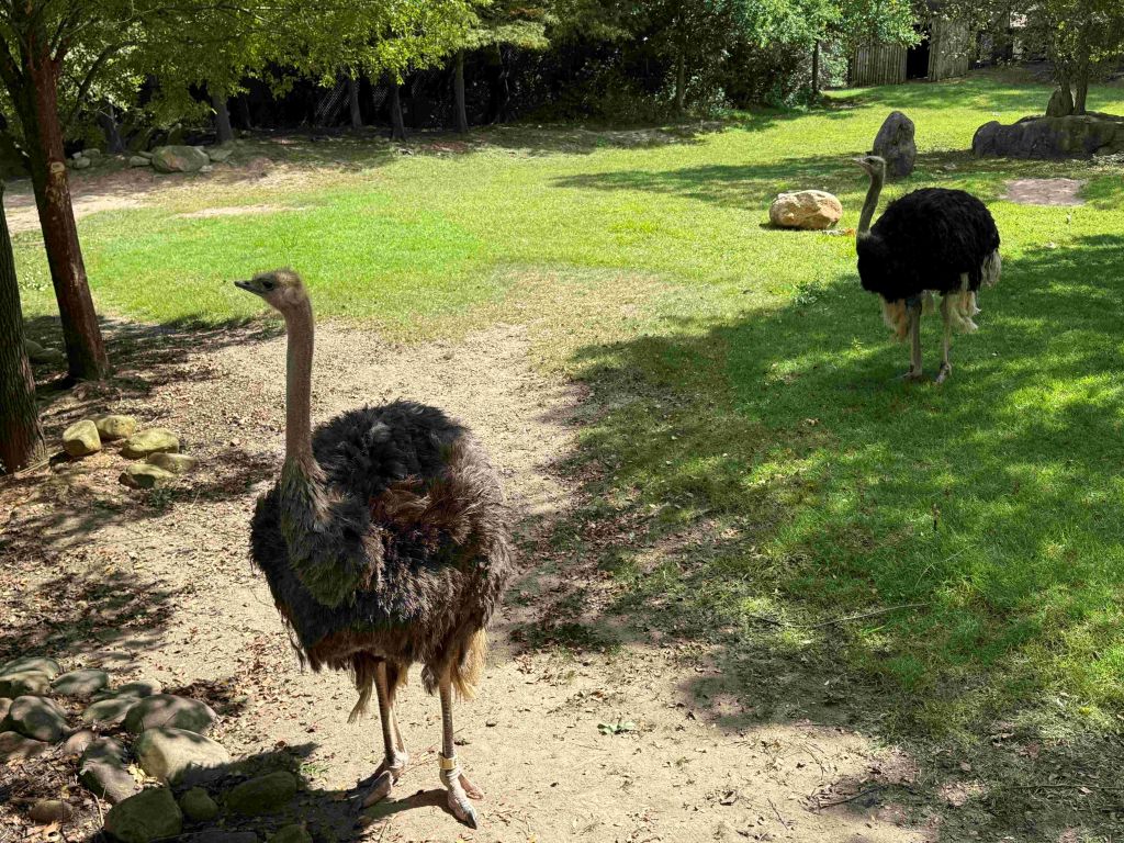 Zoológico de Cincinnati se prepara para temporada de otoño