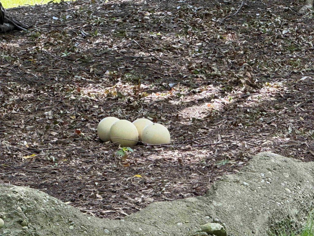 Zoológico de Cincinnati se prepara para temporada de otoño