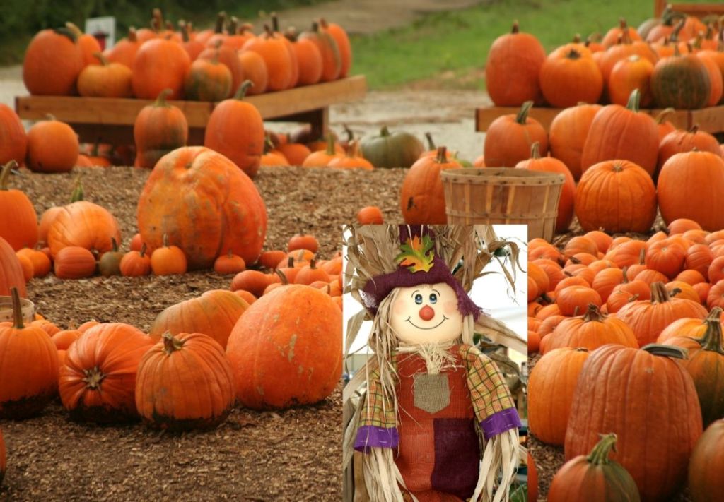 Festivales de calabazas por doquier, ¿Cincinnati o NKY?