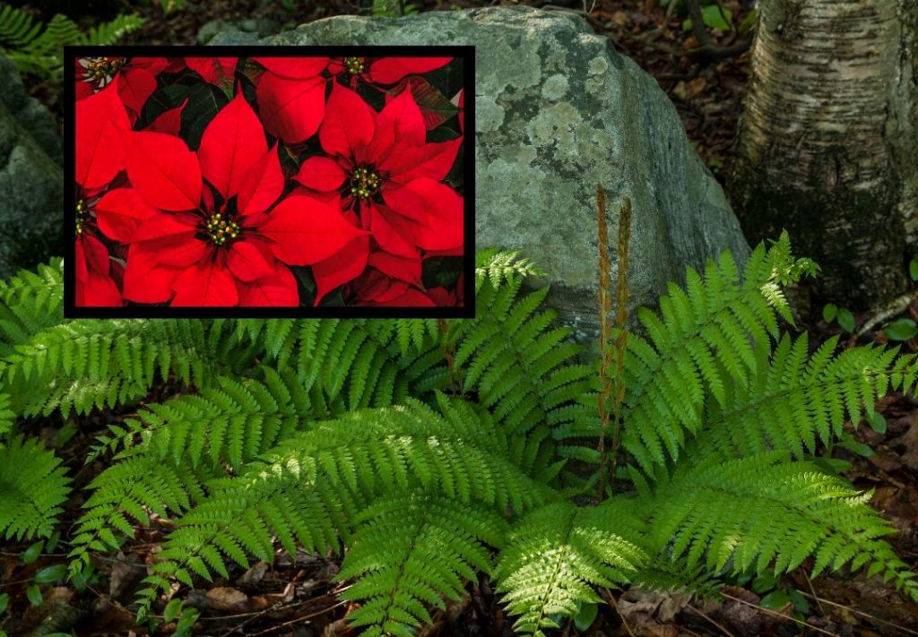 Exhibición de helechos adelanta experiencia navideña