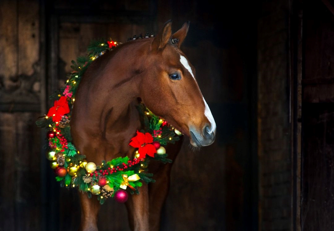 Centro ecuestre se prepara para compartir alegría navideña