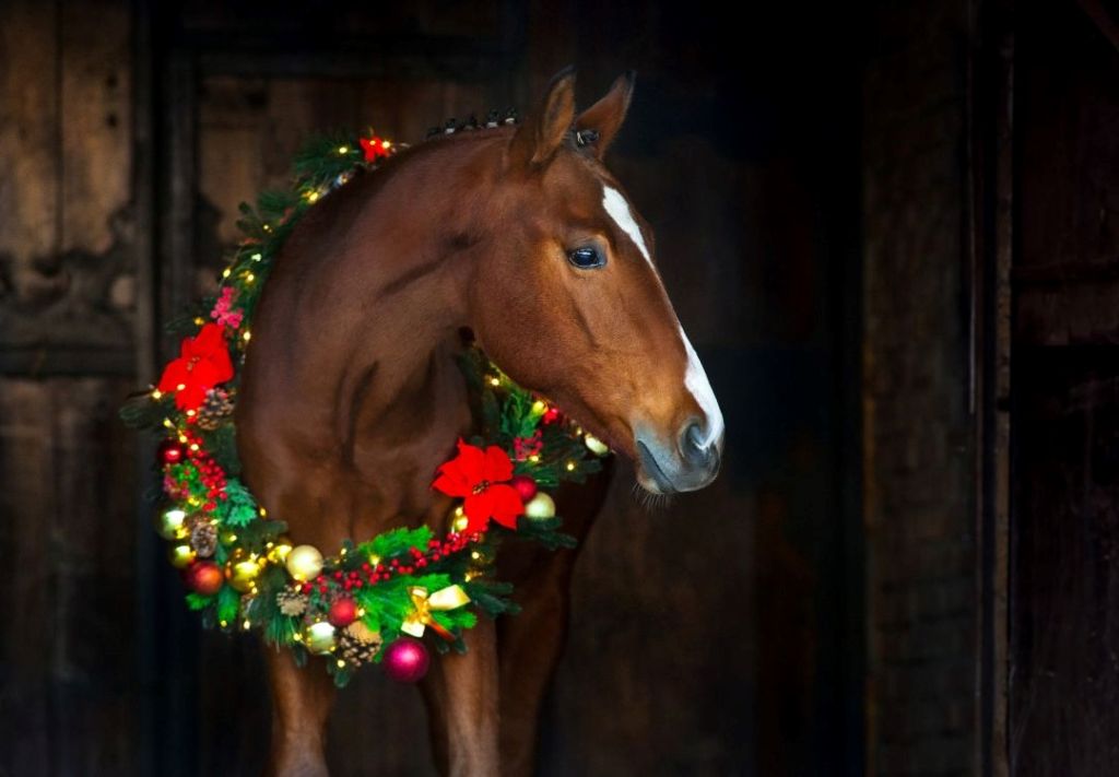 Centro ecuestre se prepara para compartir alegría navideña
