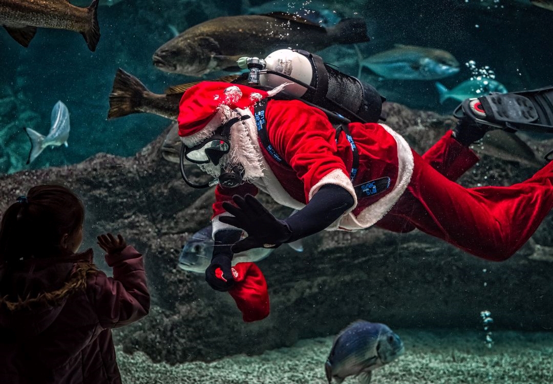 ¿Por qué Santa Claus ha cambiado sus renos por tiburones?  