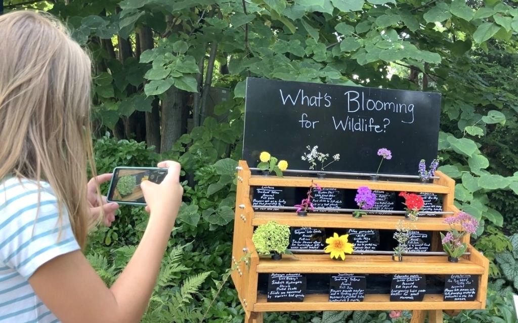 Ofrecerán seminario virtual para diseño de jardines y áreas verdes