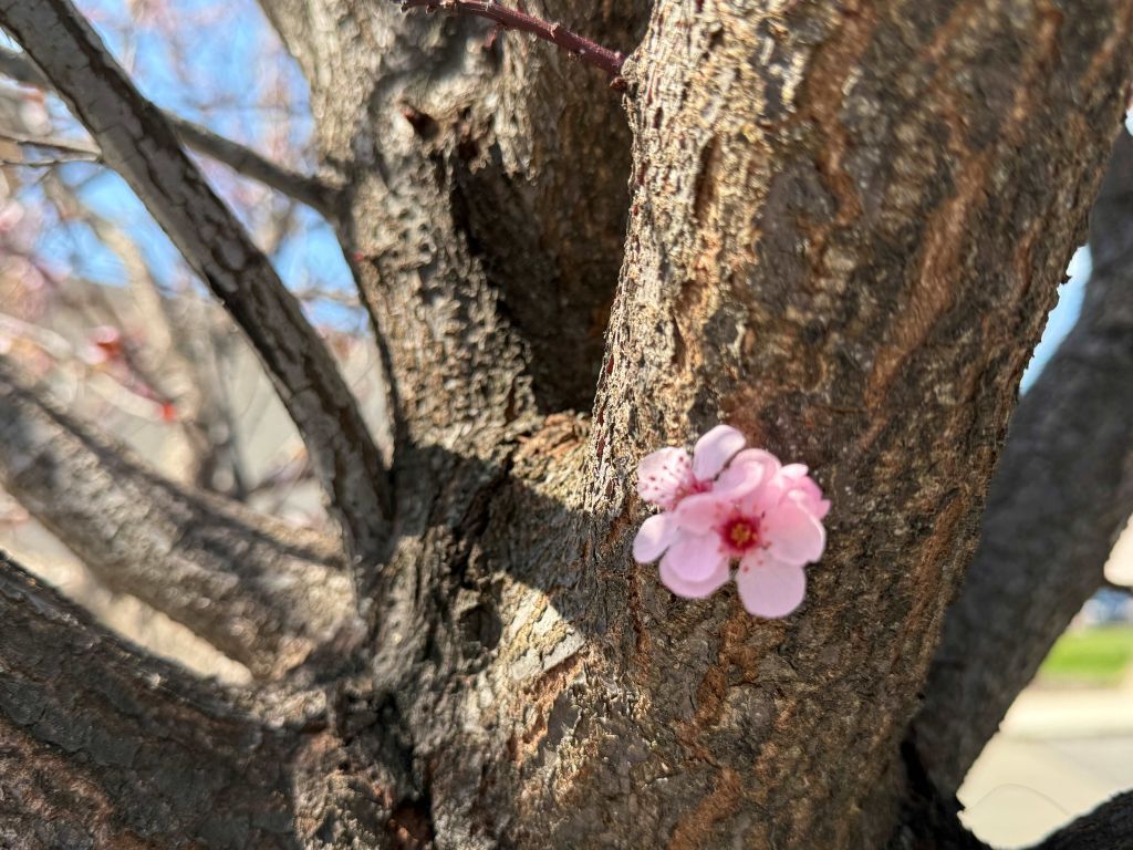 Semana laboral inicia fría, pero con giro de primavera