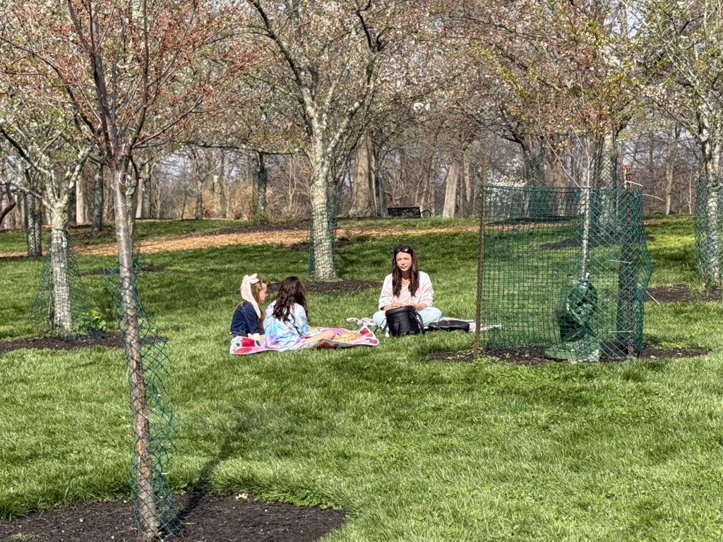 ¡Cincinnati también regala paisajes de cerezos en flor!