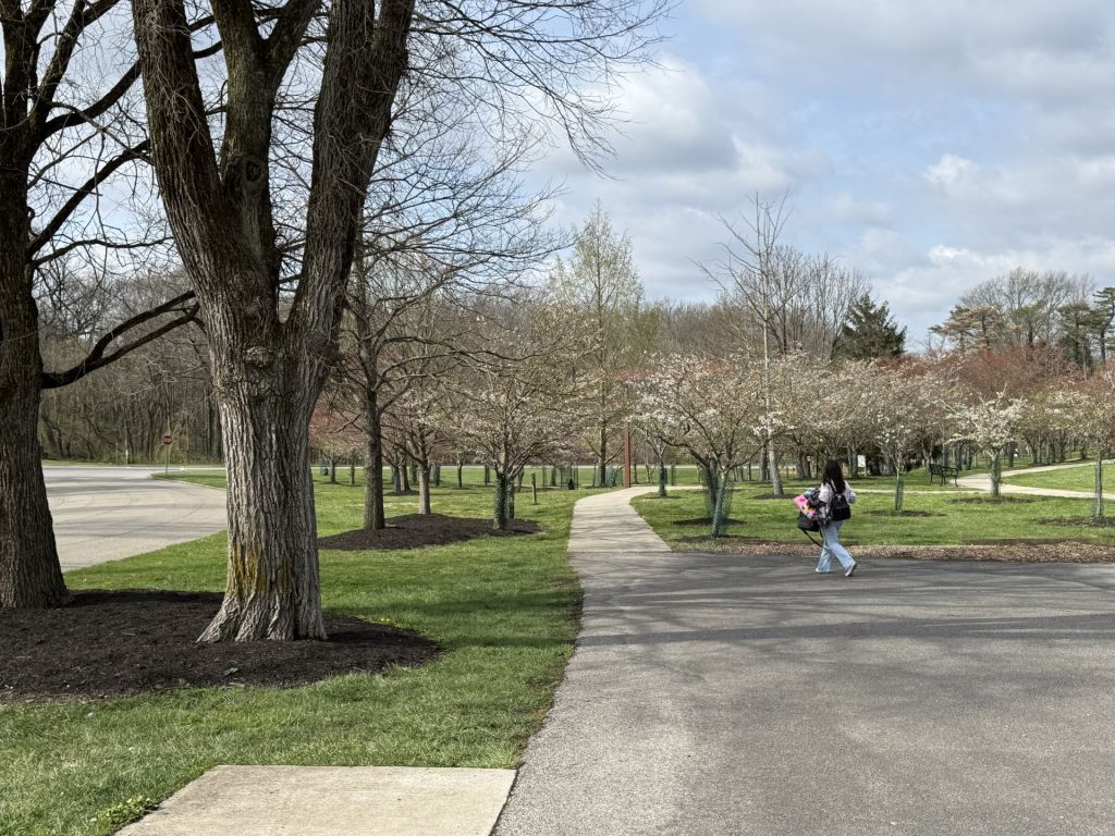 ¡Cincinnati también regala paisajes de cerezos en flor!