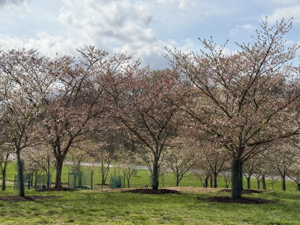 ¡Cincinnati también regala paisajes de cerezos en flor!