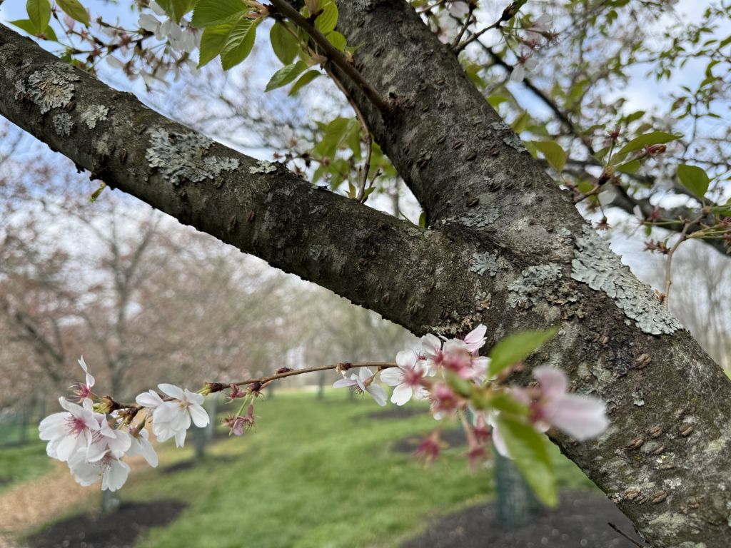 ¡Cincinnati también regala paisajes de cerezos en flor!