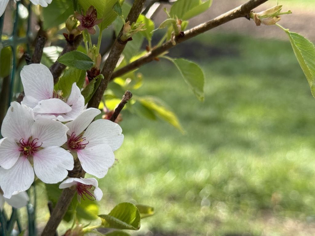 ¡Cincinnati también regala paisajes de cerezos en flor!