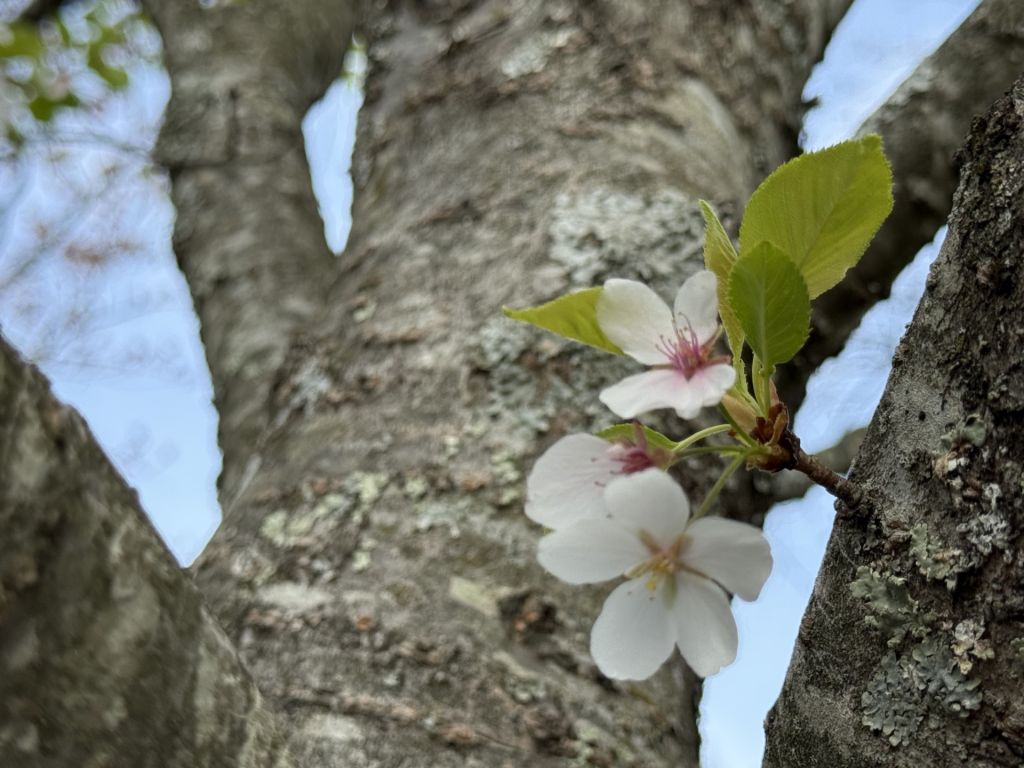 ¡Cincinnati también regala paisajes de cerezos en flor!