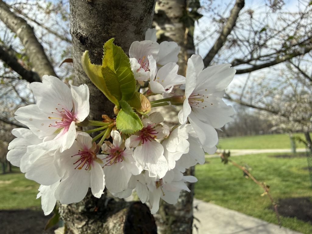 ¡Cincinnati también regala paisajes de cerezos en flor!