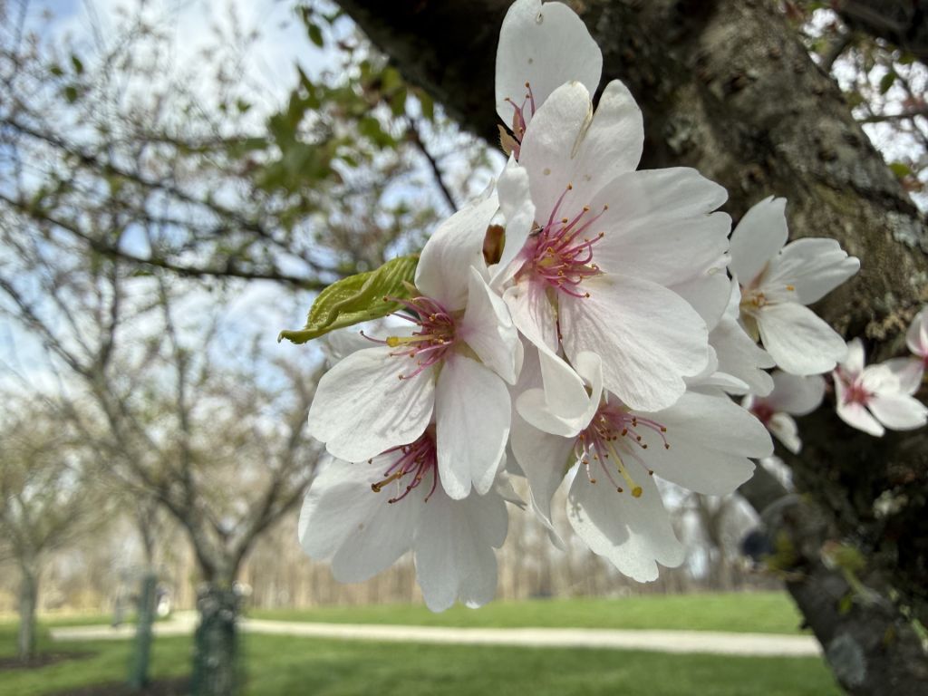 ¡Cincinnati también regala paisajes de cerezos en flor!