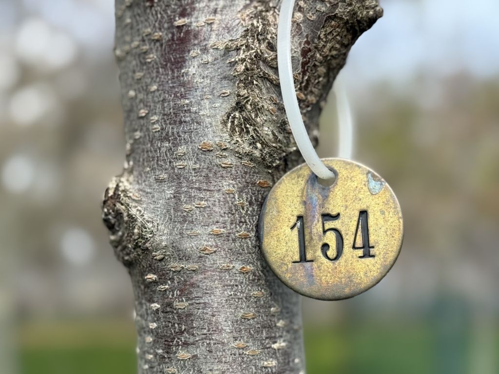 ¡Cincinnati también regala paisajes de cerezos en flor!