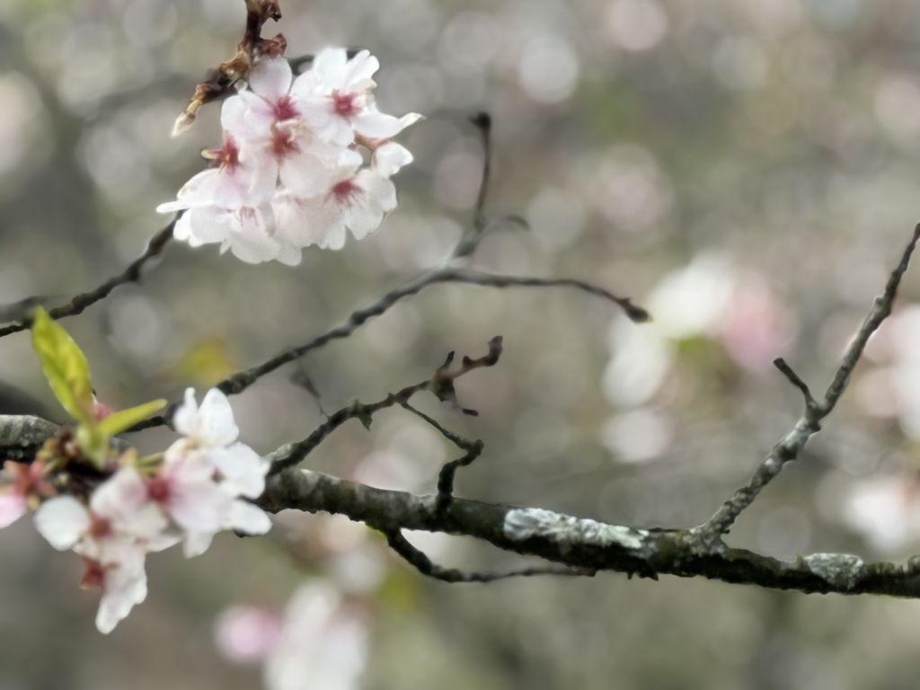 ¡Cincinnati también regala paisajes de cerezos en flor!