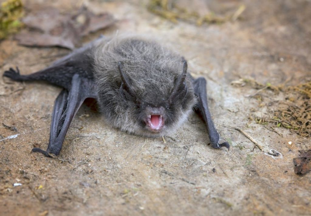 Detectan primer caso de rabia en condado de Warren desde 2023