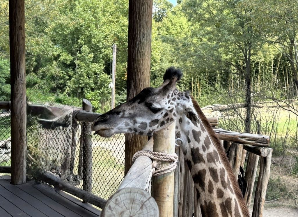 Cincinnati Zoo celebrará a mamá con entrada GRATIS este domingo