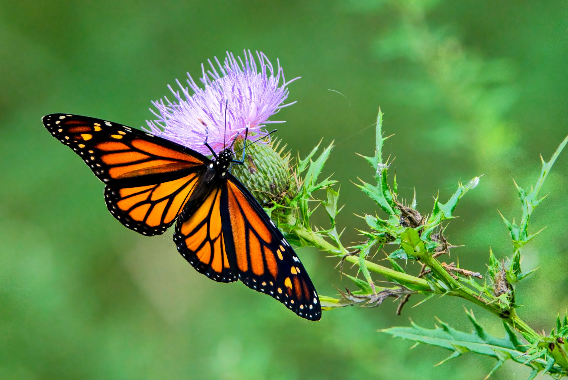 monarch butterfly on thistle flower in nature scene